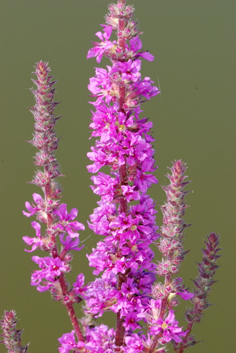 La flora della riserva naturale 